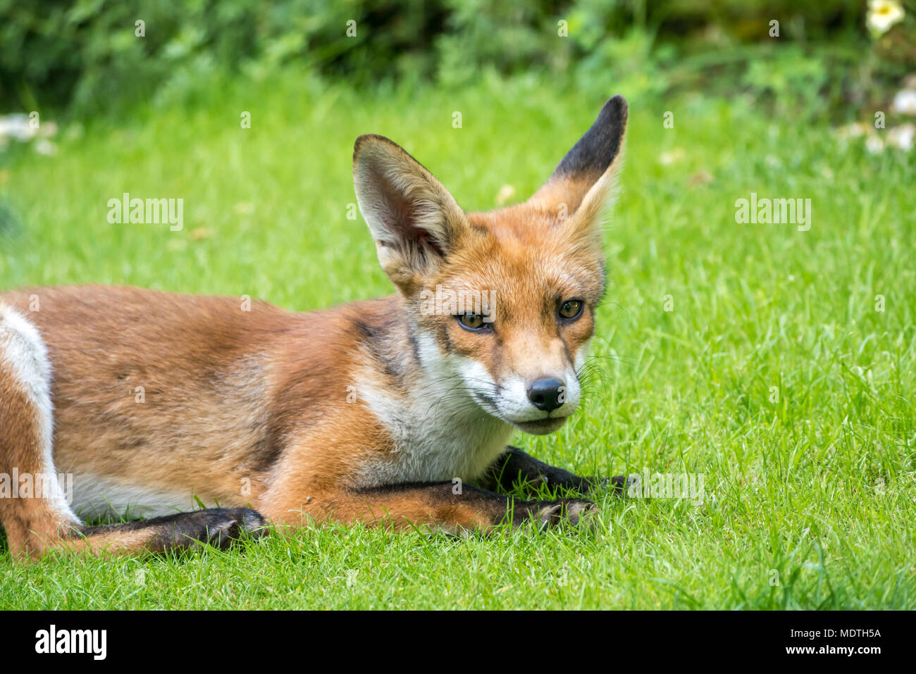 Gros plan d'un renard roux urbain (Vulpes vulpes) couché sur l'herbe du jardin dans le jardin de Londres, Royaume-Uni Banque D'Images