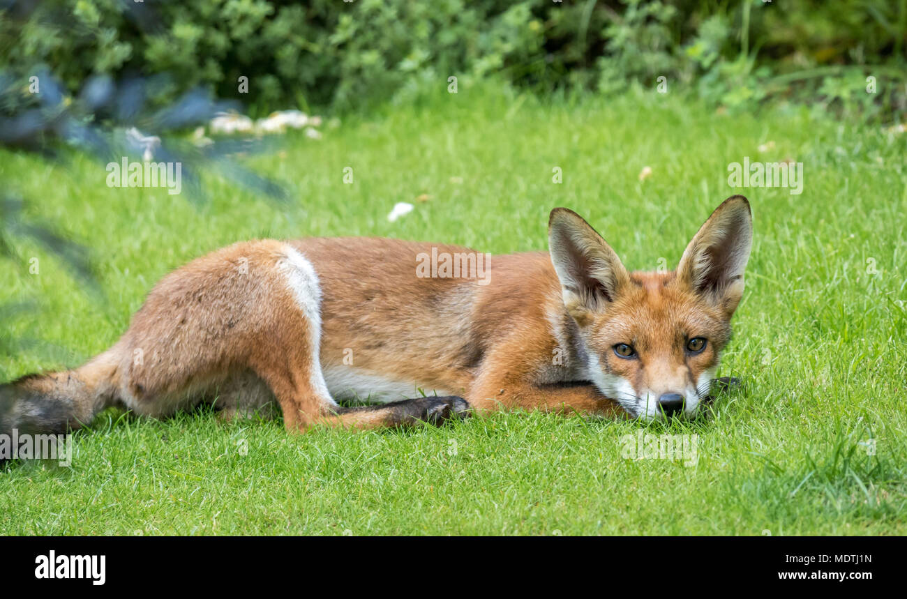 Gros plan d'un renard roux urbain (Vulpes vulpes) couché sur l'herbe du jardin dans le jardin de Londres, Royaume-Uni Banque D'Images