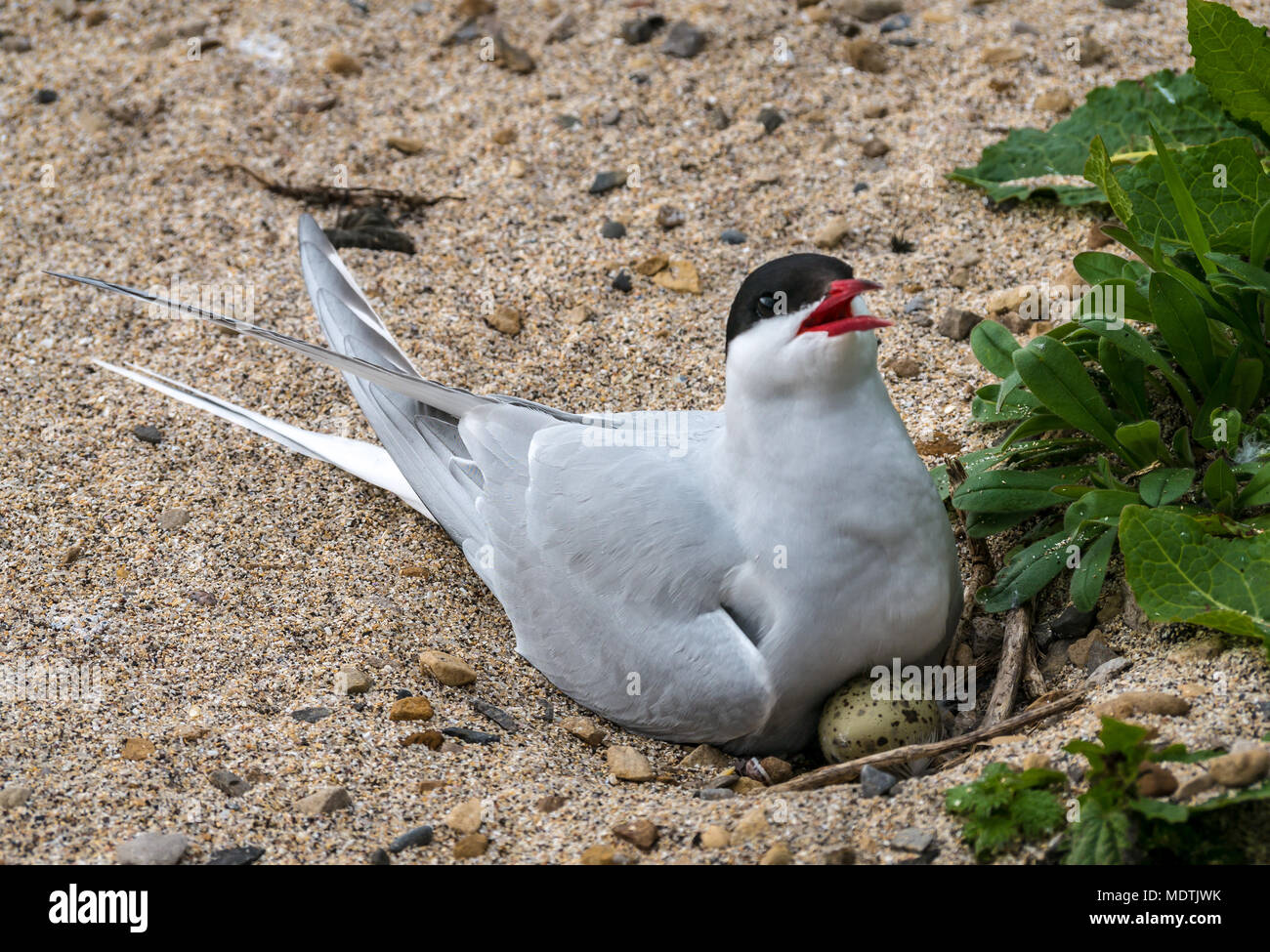 Gros plan sur la sterne arctique nicheuse protégeant les œufs, Sterna paradisaea, Inner Farne, Farne Islands, Northumberland, Angleterre, Royaume-Uni Banque D'Images