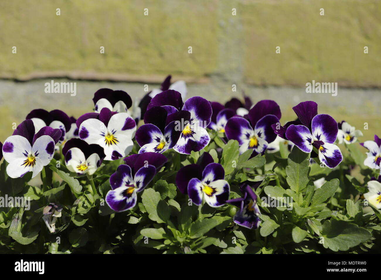 Viola tricolor in close up Banque D'Images