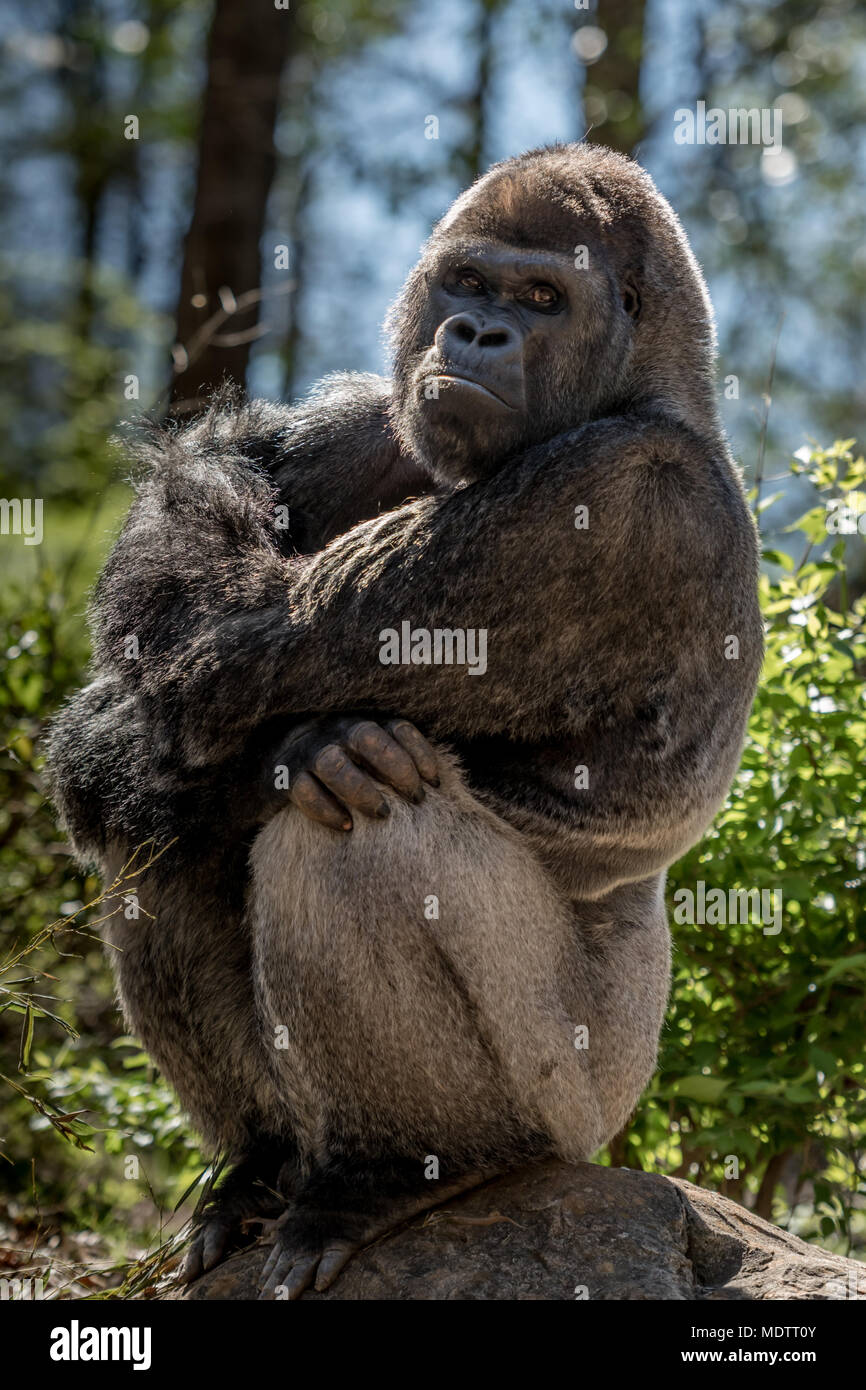 Gorilla siège au Rock et regarde Banque D'Images