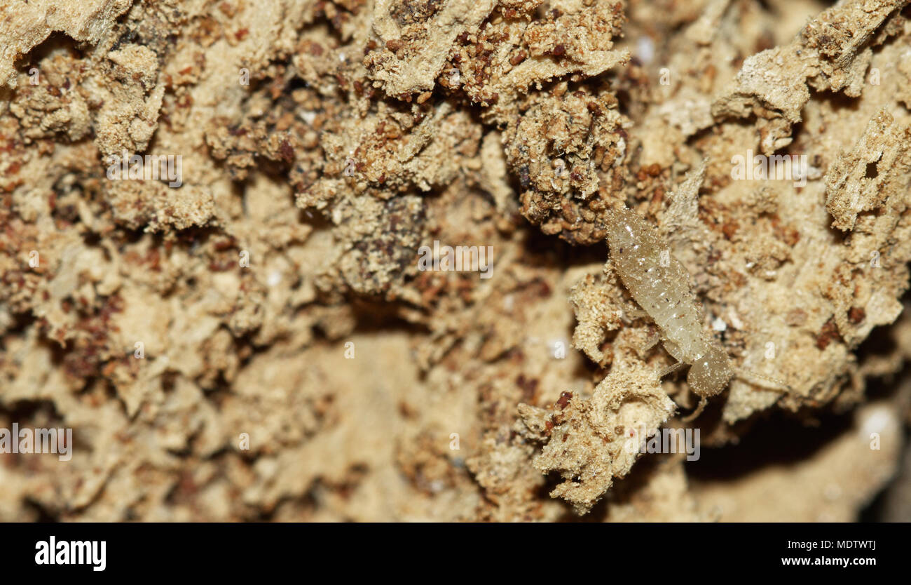 Drywood travailleur termite sur le bois pourri, les tunnels et les fèces (excréments) de termites. Corps de couleur pâle et douce. Banque D'Images