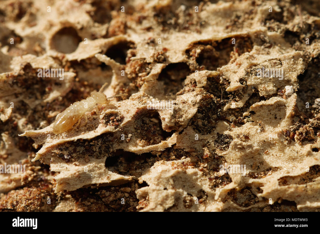 Travailleur de la termite Kalotermes flavicollis espèces sur le bois pourri de tunnels remplis de boulettes fécales (crottes de termites). De couleur pâle et douce Banque D'Images