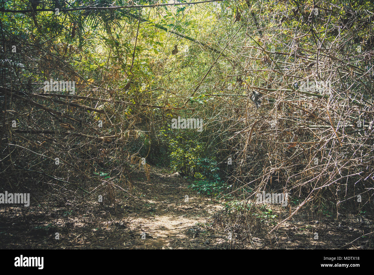 Bush gris d'épines sèches. Lichen Sec. Le chemin avec la nature sauvage de la jungle impénétrable Banque D'Images