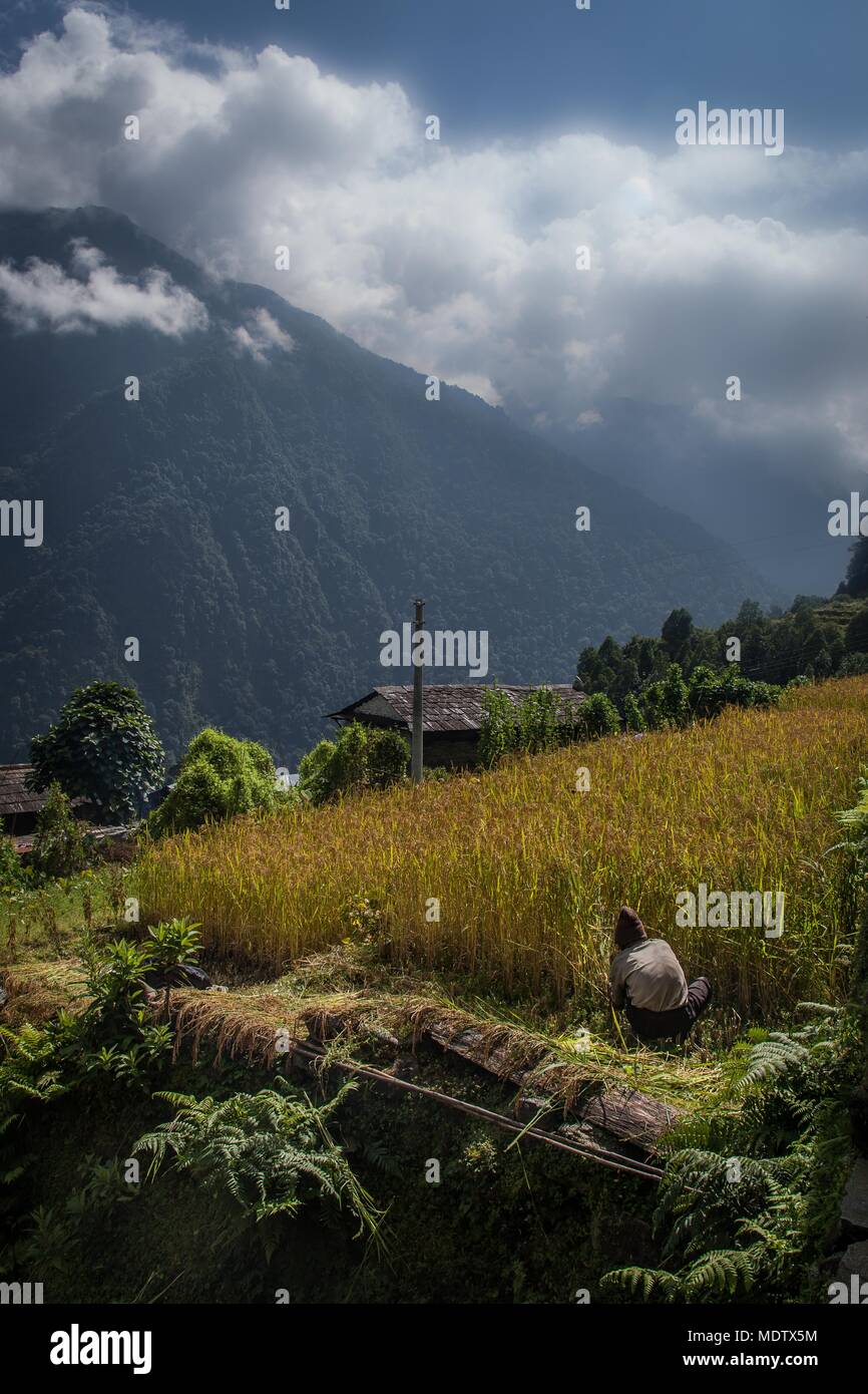 Un agriculteur tend les cultures dans un champ dans la région de l'Annapurna de l'himalaya Banque D'Images