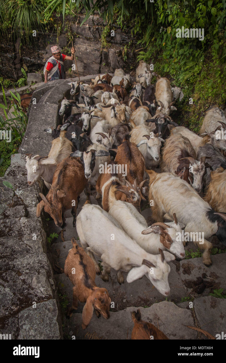 Un fermier népalais conduit un troupeau de chèvres d'un raide escalier de pierre dans la région de l'Annapurna au Népal. Banque D'Images