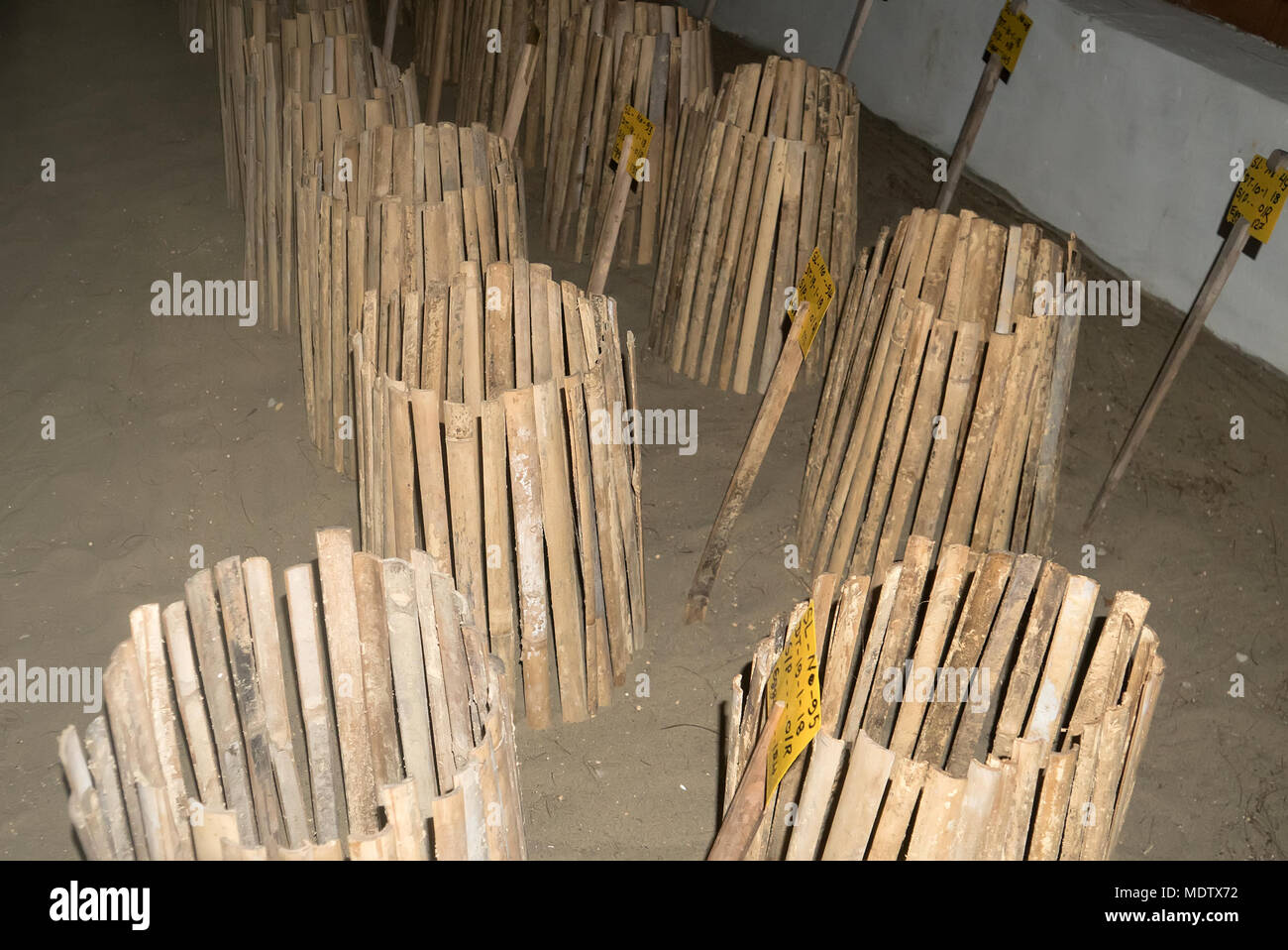 Les œufs de tortues enfouis dans le sable. Les tortues de l'incubateur à l'extérieur. Conservation des espèces de tortues géantes grandes dans les îles Andaman en Inde Banque D'Images