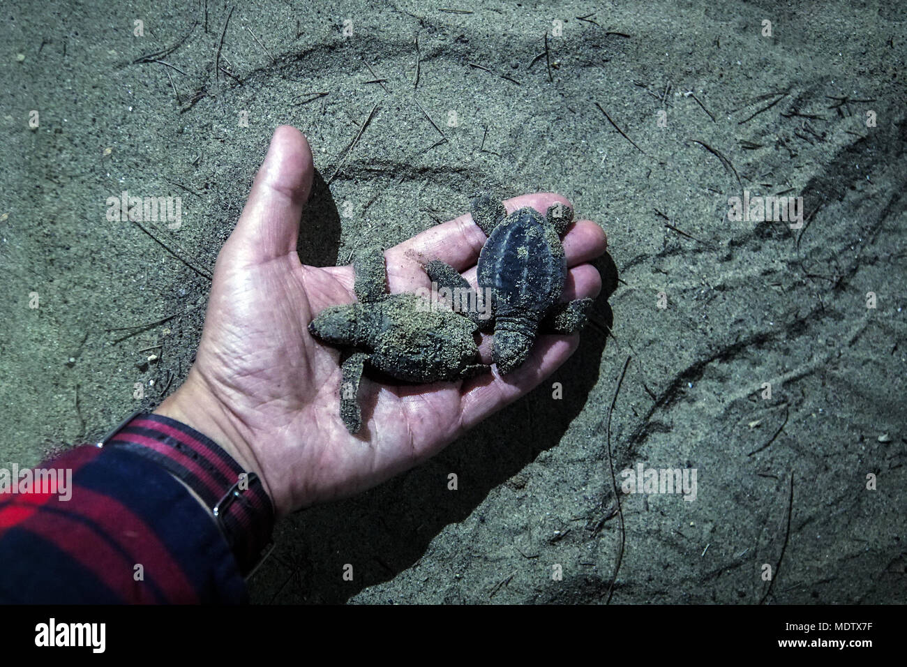 Homme avec bol en bois dans les mains prendre des tortues nouveau-né sur handbrede, Close up hands avec les tortues des tortues marines l'écloserie est située sur la plage. peu de ba Banque D'Images