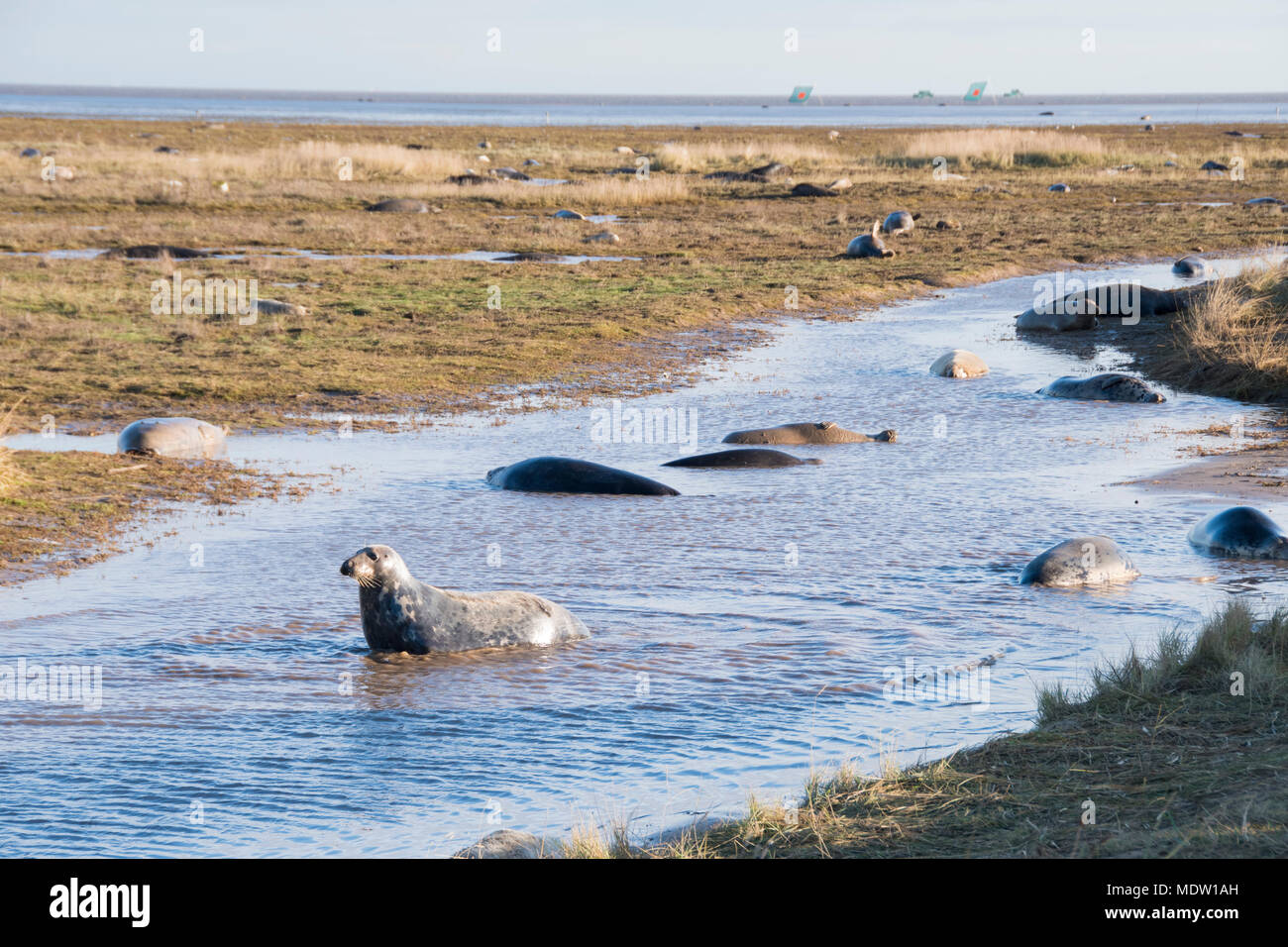 Donna Nook, Lincolnshire, Royaume-Uni - Nov 16 : Les phoques gris viennent à terre pour la saison de mise bas se trouvent dans les eaux peu profondes le 16 nov 2016 à Donna Nook Seal Sanctuary, Lin Banque D'Images