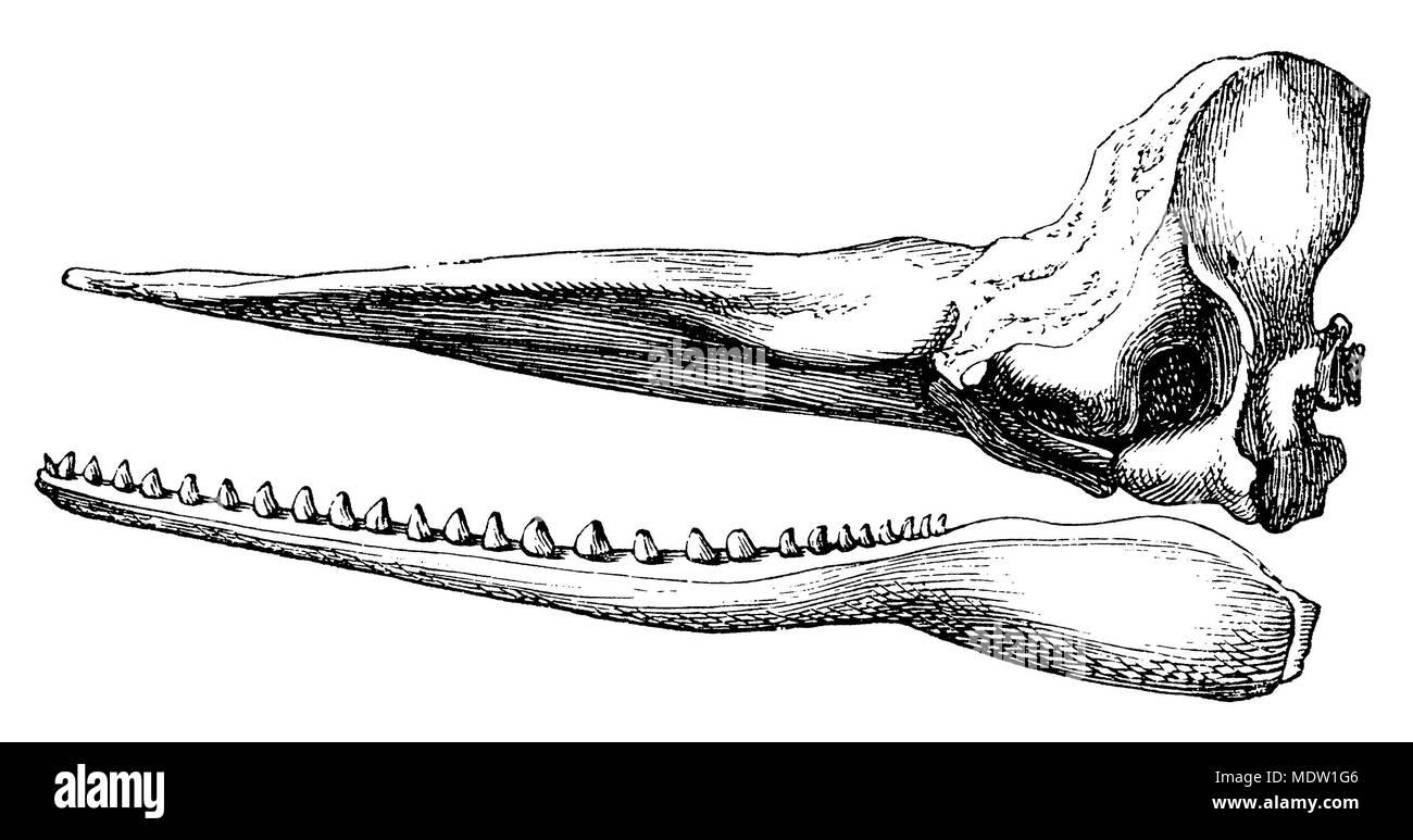 Cachalot ou cachalot Physeter macrocephalus  < > crâne, anonym 1882 Banque D'Images