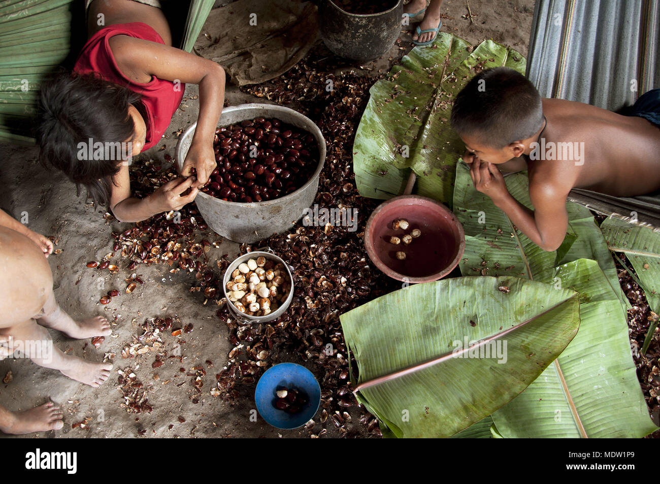 Enfants Yanomami chestnut cunuri - manger des aliments typiques de la région Banque D'Images