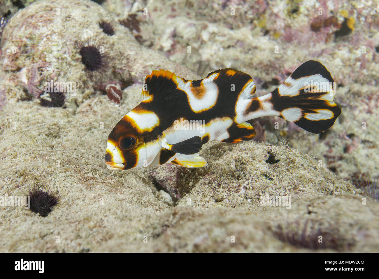 Sweetlips Oriental bébé (Plectorhinchus vittatus) - couleur juveniele Banque D'Images