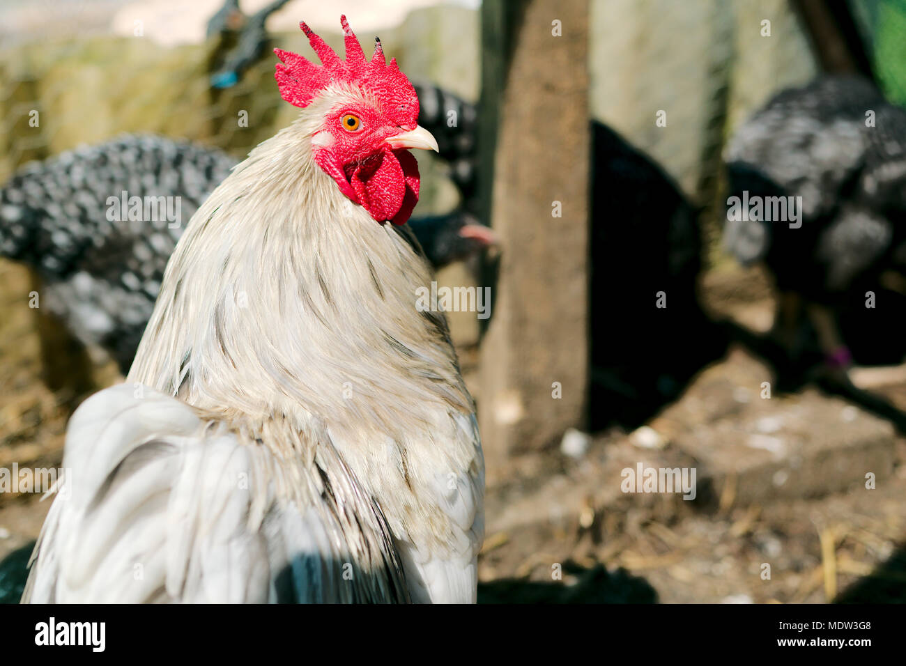 Coq de poulet bantam blanc Banque D'Images