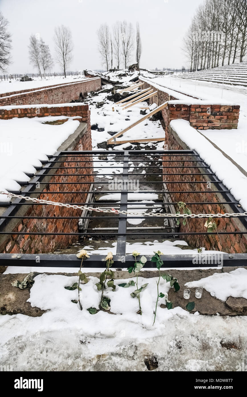 Oswiecim / Pologne - 02.15.2018 : Fleur Rose met sur les ruines d'une chambre à gaz qui ont été détruits pour être plus jamais utilisées à Auschwitz B Banque D'Images