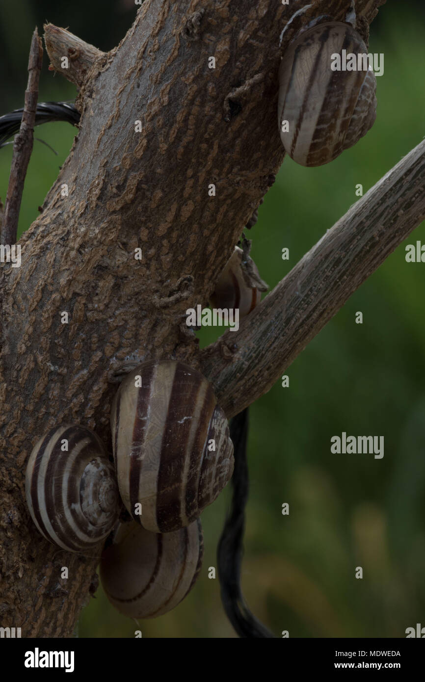 Escargots colorés regroupés sur branche d'arbre, polis, Chypre Banque D'Images