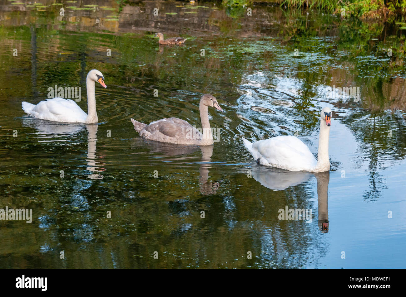 Famille de cygnes Pen s/n et cygnet. Banque D'Images