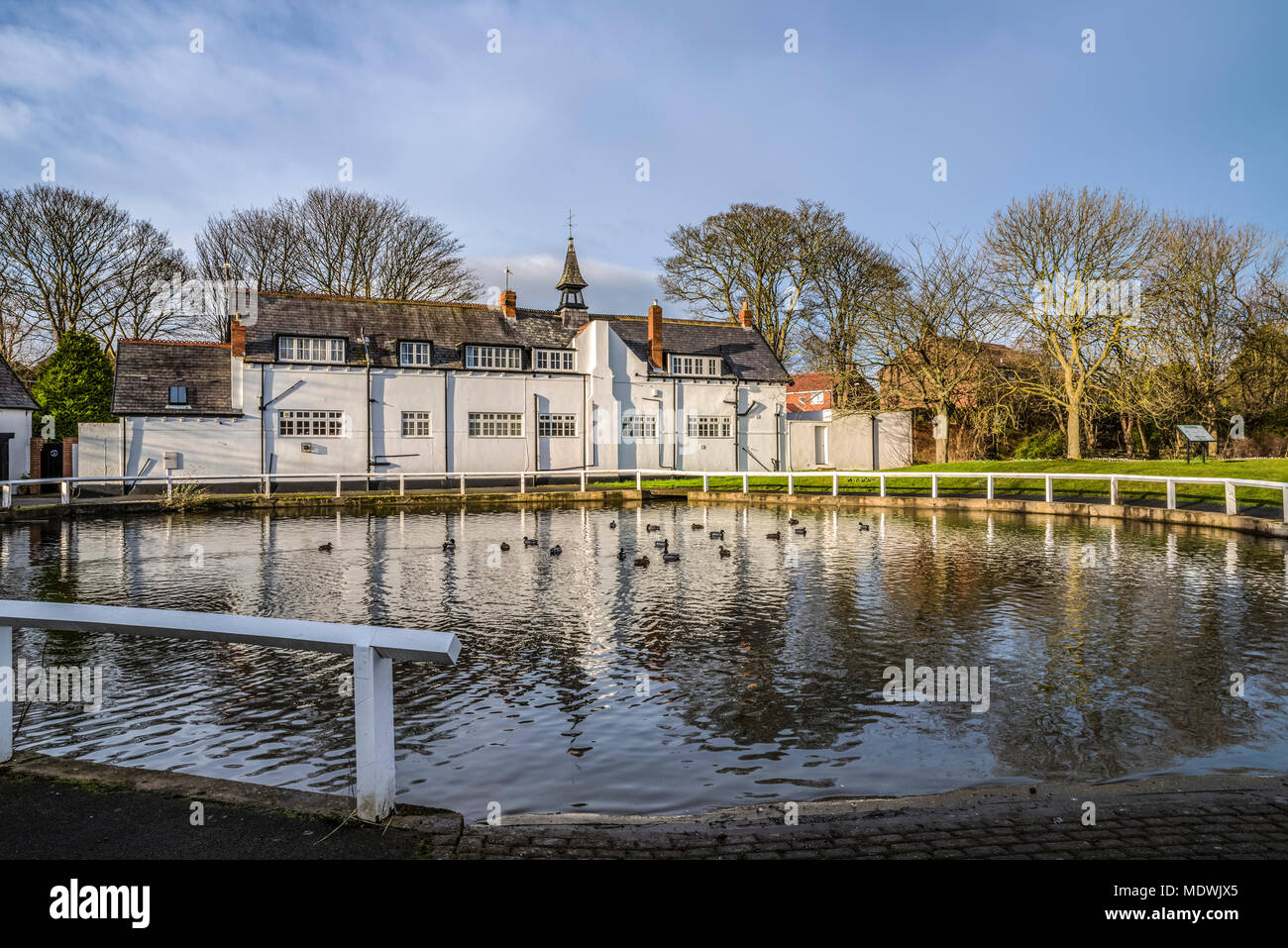 Oiseaux sur un étang du village dans le nord-est de l'Angleterre ; Whitburn, Tyne et Wear, Angleterre Banque D'Images