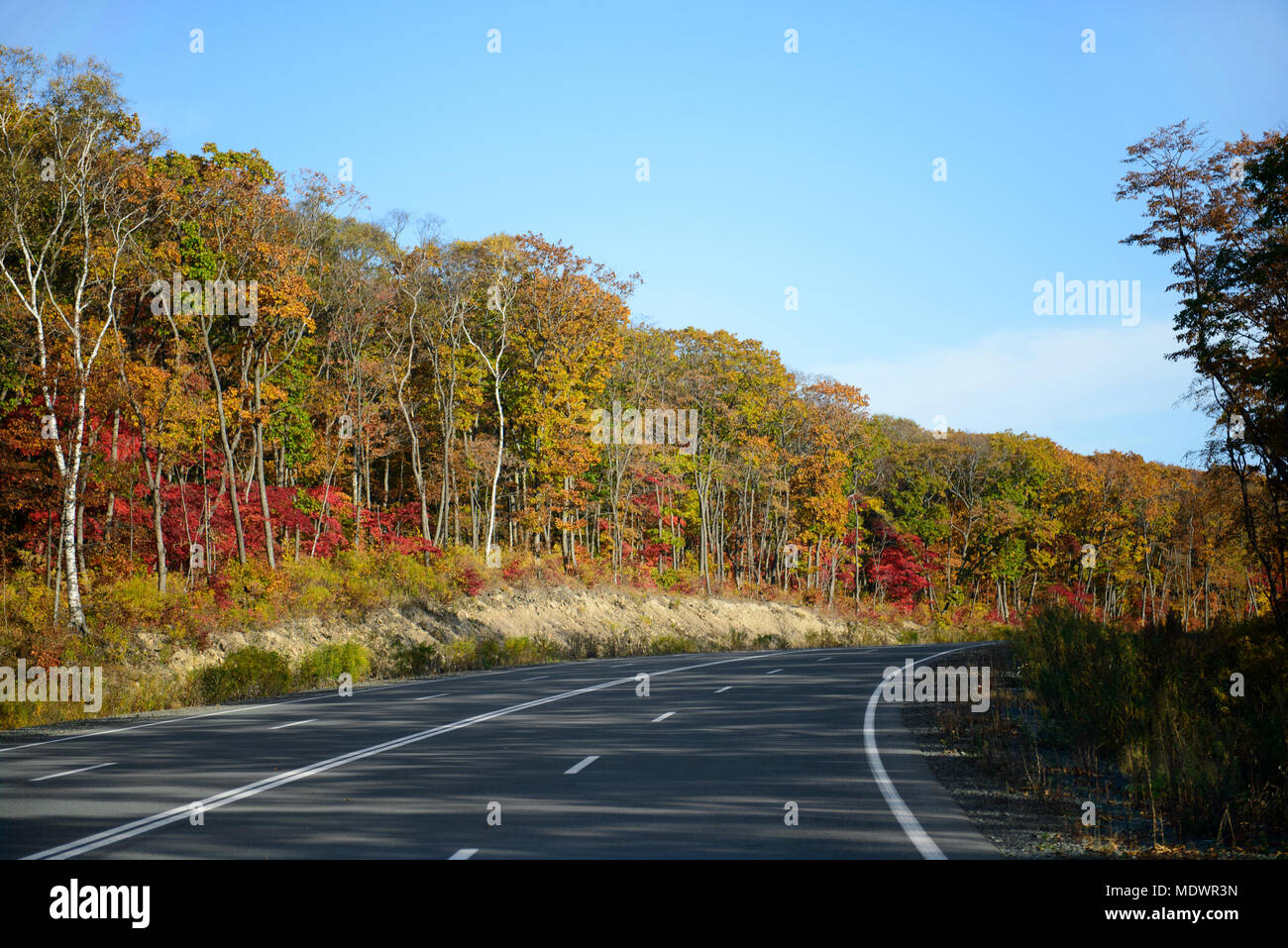 Route en forêt d'automne avec l'érable rouge et jaune Banque D'Images