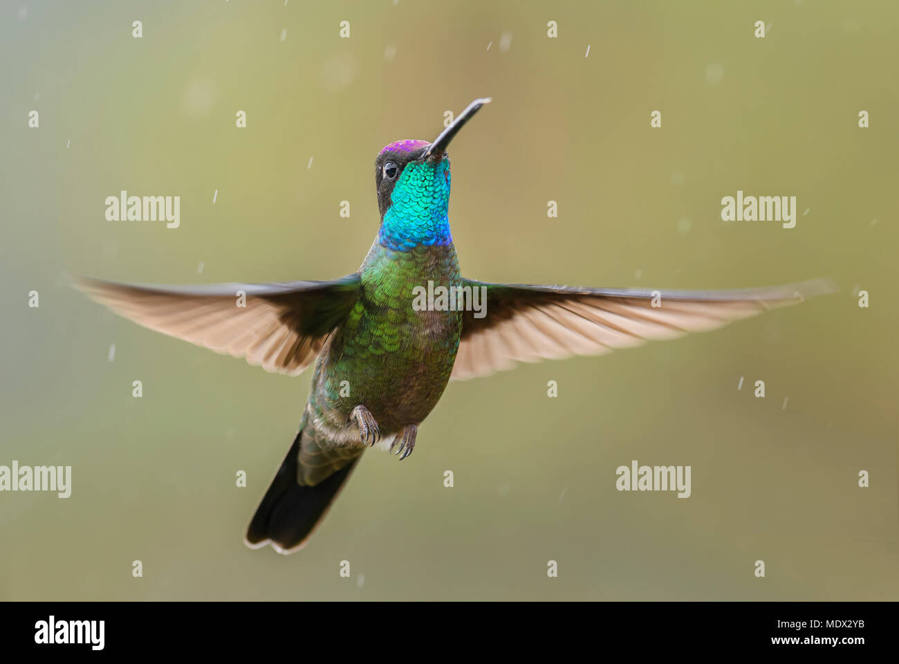 - Colibri magnifique, belle Eugene fulgens colibri coloré de forêts de l'Amérique centrale, le Costa Rica. Banque D'Images