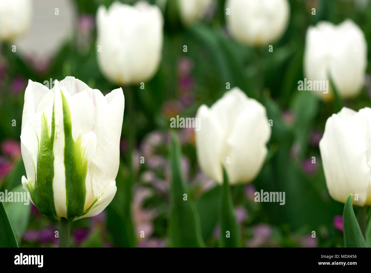 Tulipes blanches au printemps Banque D'Images