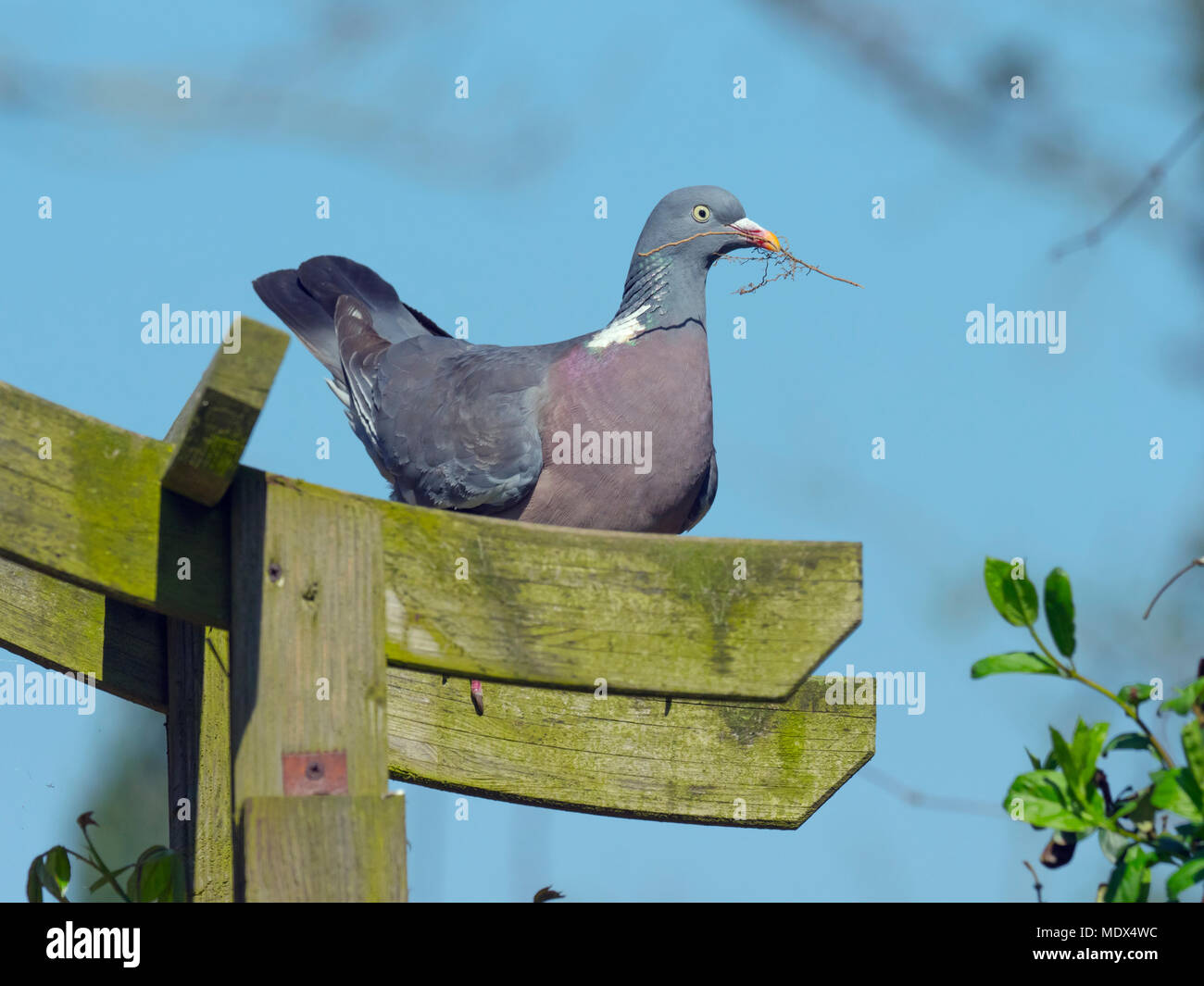 Pigeon ramier Columba palumbus avec twig pour la construction du nid Banque D'Images