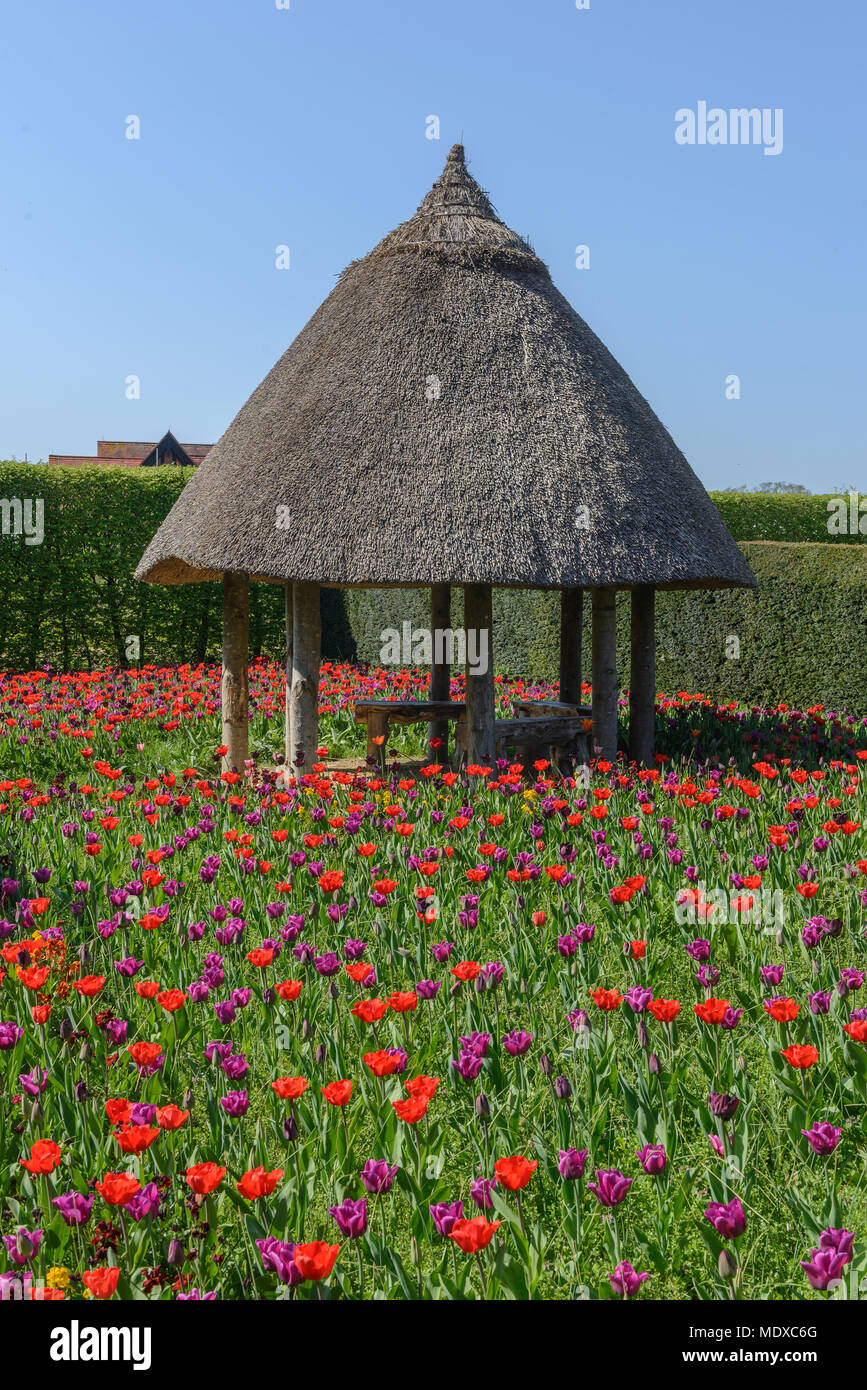 West Sussex, UK. 20 avril, 2018. À partir de mi-avril à début mai, Arundel Castle est l'endroit idéal pour les amateurs de tulipes au cours de cette période, plus de 60 000 tulipes seront fleurissent dans les magnifiques jardins du château aux visiteurs l'une des plus impressionnantes tulip s'affiche dans le pays. Une large gamme de variétés de tulipes sera en fleur au Château créer une explosion de couleurs tout au long de son vaste jardin clos. Credit : Jonathan Ward/Alamy Live News Banque D'Images