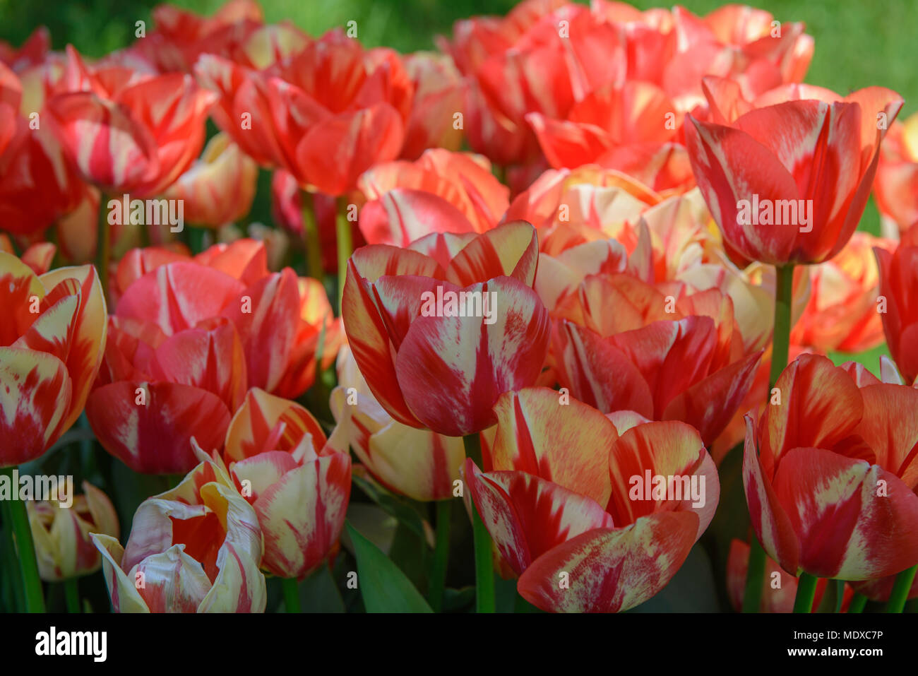 West Sussex, UK. 20 avril, 2018. À partir de mi-avril à début mai, Arundel Castle est l'endroit idéal pour les amateurs de tulipes au cours de cette période, plus de 60 000 tulipes seront fleurissent dans les magnifiques jardins du château aux visiteurs l'une des plus impressionnantes tulip s'affiche dans le pays. Une large gamme de variétés de tulipes sera en fleur au Château créer une explosion de couleurs tout au long de son vaste jardin clos. Credit : Jonathan Ward/Alamy Live News Banque D'Images