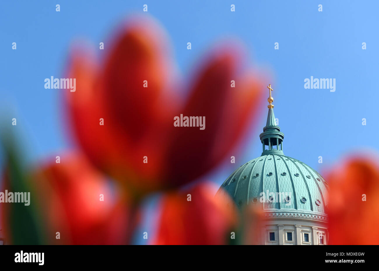 Potsdam, Allemagne. 21 avril 2018. L'église Saint Nikolai représenté derrière les tulipes. Le 21e Festival de la tulipe est organisé dans le quartier hollandais de Potsdam. Photo : Ralf Hirschberger/dpa dpa : Crédit photo alliance/Alamy Live News Banque D'Images