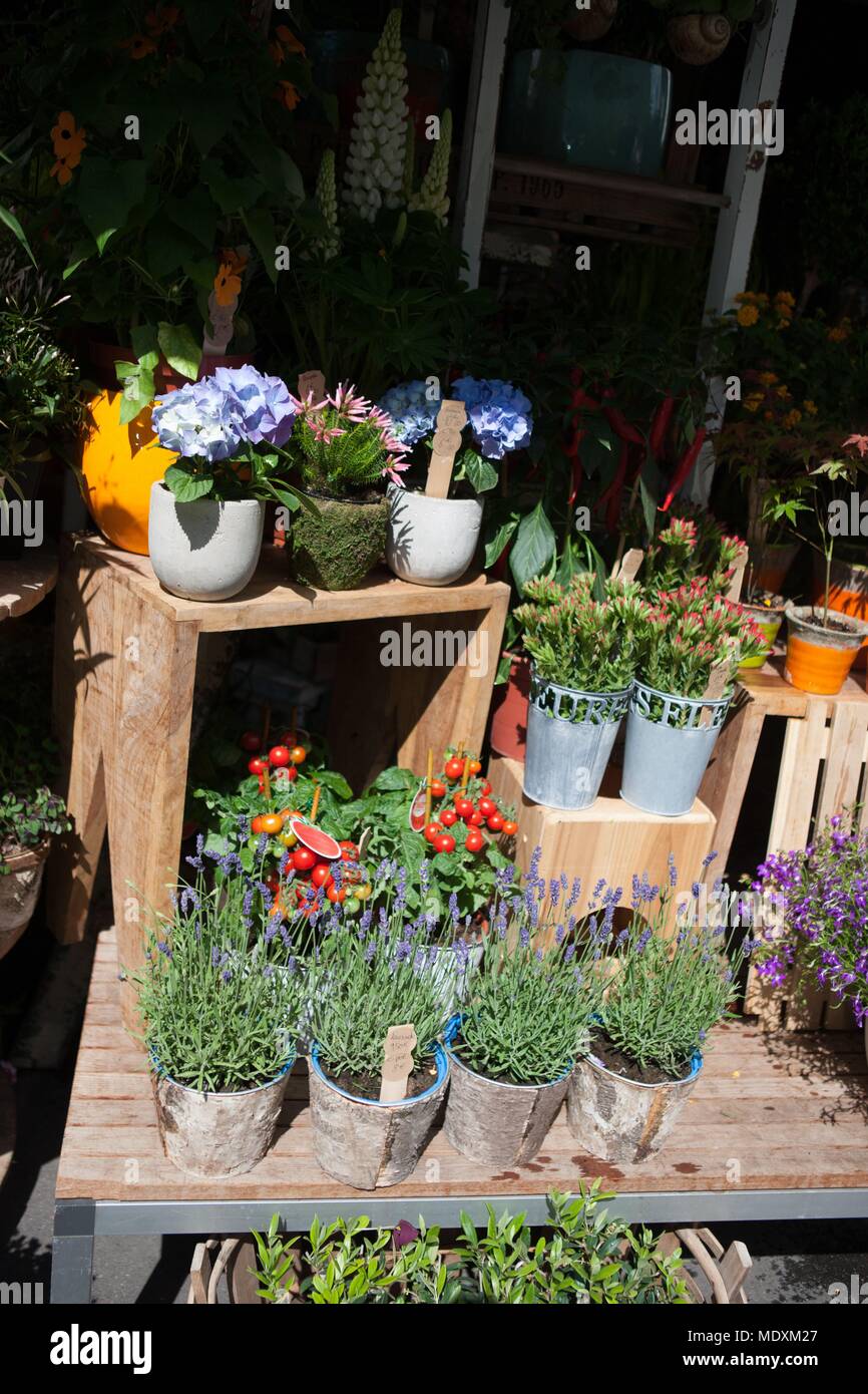 Paris, le Marais, Rue Dupetit Thouars, flower shop Banque D'Images
