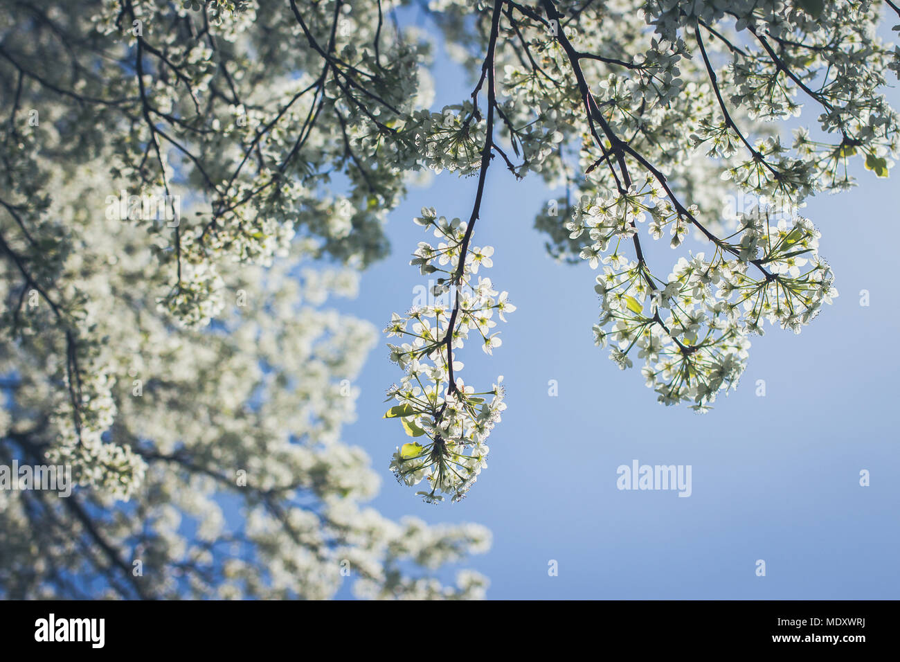 Journée de printemps beau ciel bleu Banque D'Images