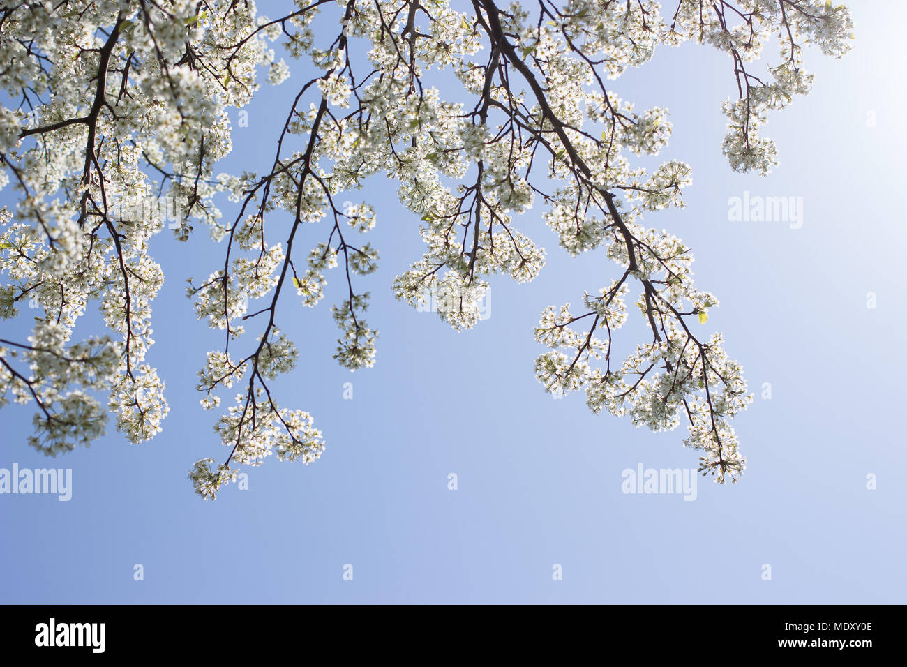Journée de printemps beau ciel bleu Banque D'Images
