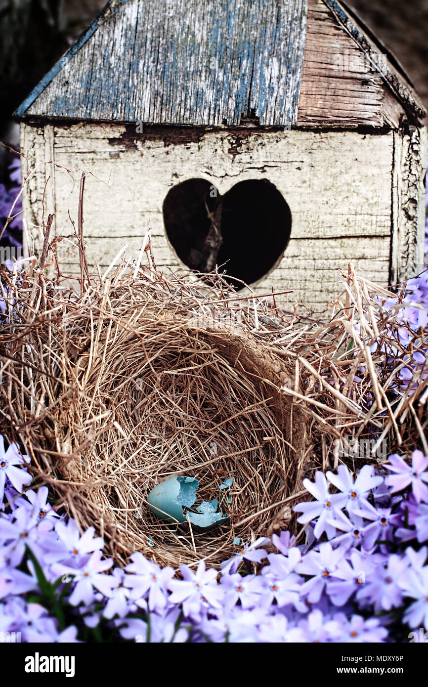 Broken egg bleu couché dans un nid en face d'une vieille maison d'oiseau rustique. Banque D'Images