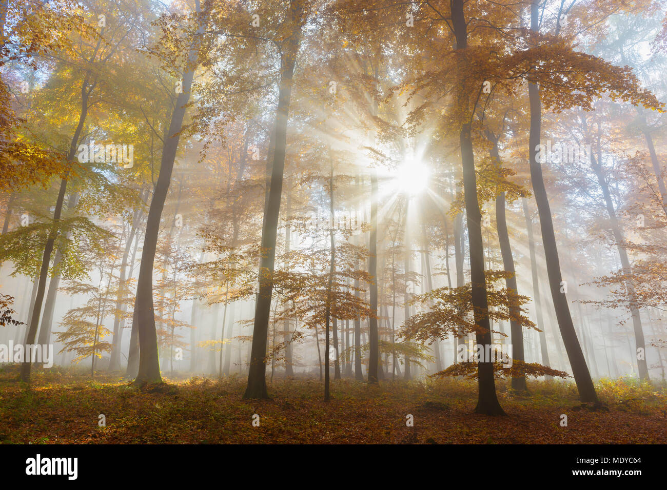 Rayons en hêtre européen (Fagus sylvatica) Forest in autumn, Spessart, Bavaria, Germany Banque D'Images