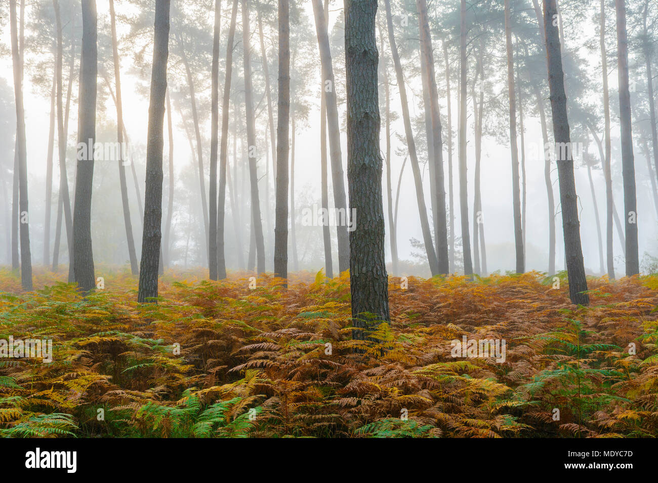 Forêt de pins sur matin brumeux à l'automne en Hesse, Allemagne Banque D'Images