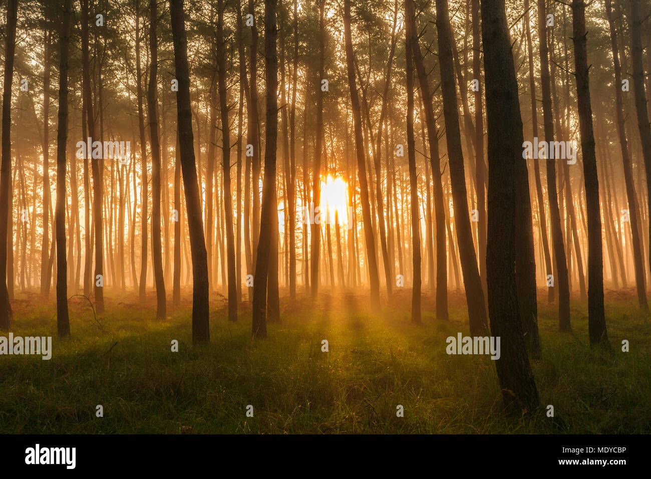 La lumière du soleil qui brillait à travers la silhouette des arbres dans une forêt de pins sur un matin brumeux au lever du soleil dans la Hesse, Allemagne Banque D'Images