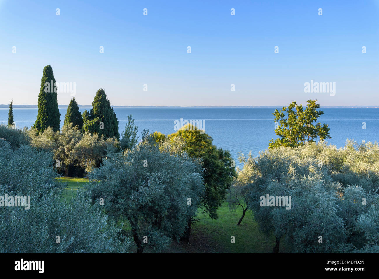 Sommaire des oliviers et le lac de Garde (Lago di Garda) en garde, Veneto, Italie Banque D'Images