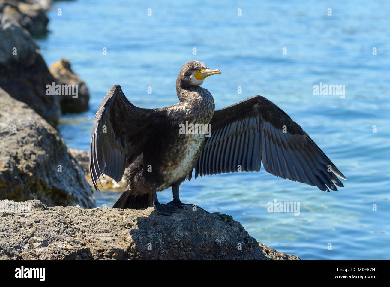 Grand Cormoran (Phalacrocorax carbo) Comité permanent sur les roches se propager les ailes sur le lac de Garde (Lago di Garda) dans la région de Veneto, Italie Banque D'Images
