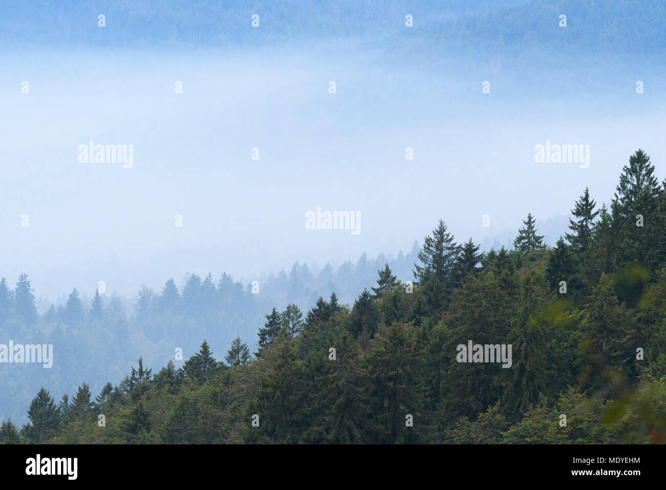 La forêt de montagne sur un matin brumeux à Waldhauser dans le Parc National de la Forêt bavaroise en Bavière, Allemagne Banque D'Images
