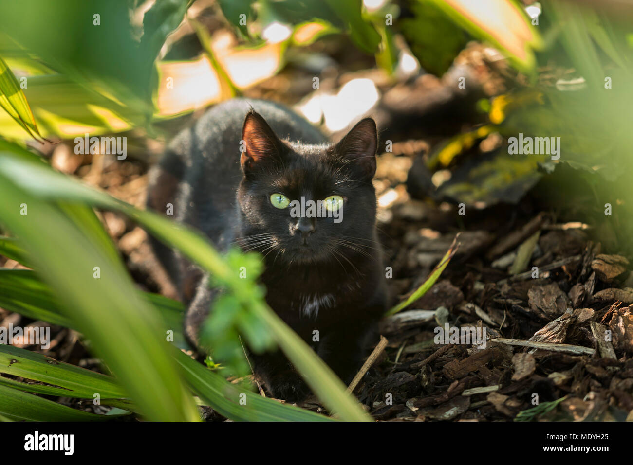 Jeune black cat se cacher dans les sous-bois Banque D'Images