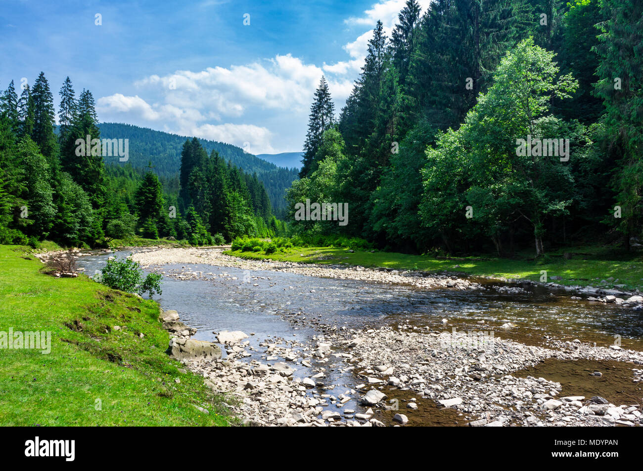 Rivière de montagne entre la forêt en été. côte rocheuse et de Grassy banques. faible capacité en eau. green russian forest sur la formation des nuages sur la colline. Banque D'Images