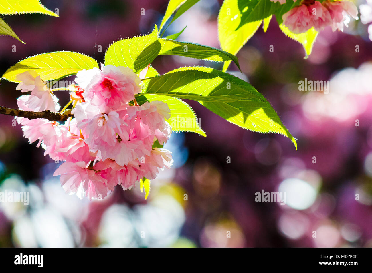 Fleurs rose fleur de cerisier entre les branches. joli fond printemps Banque D'Images
