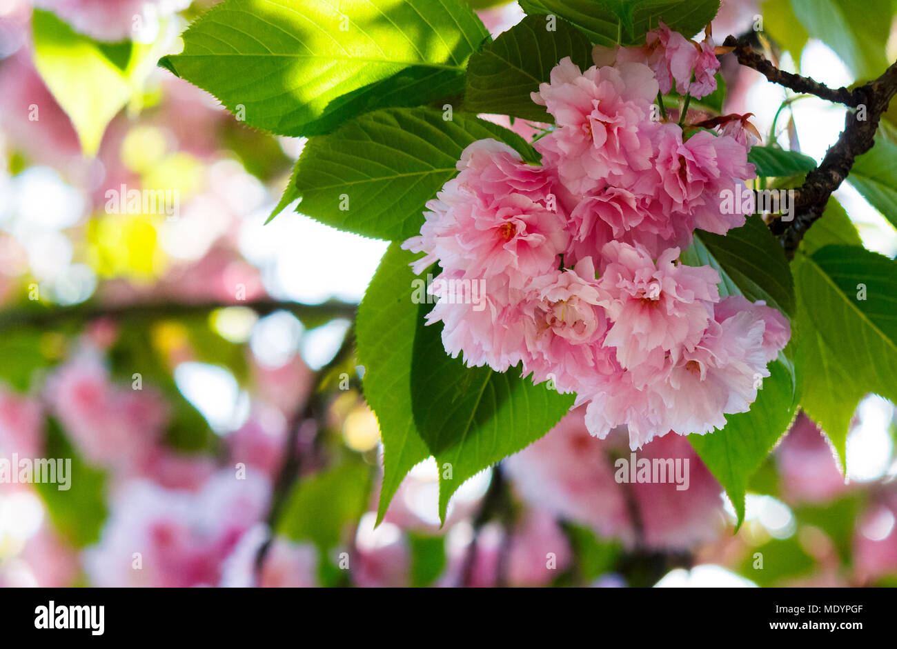 Fleurs rose fleur de cerisier entre les branches. joli fond printemps Banque D'Images