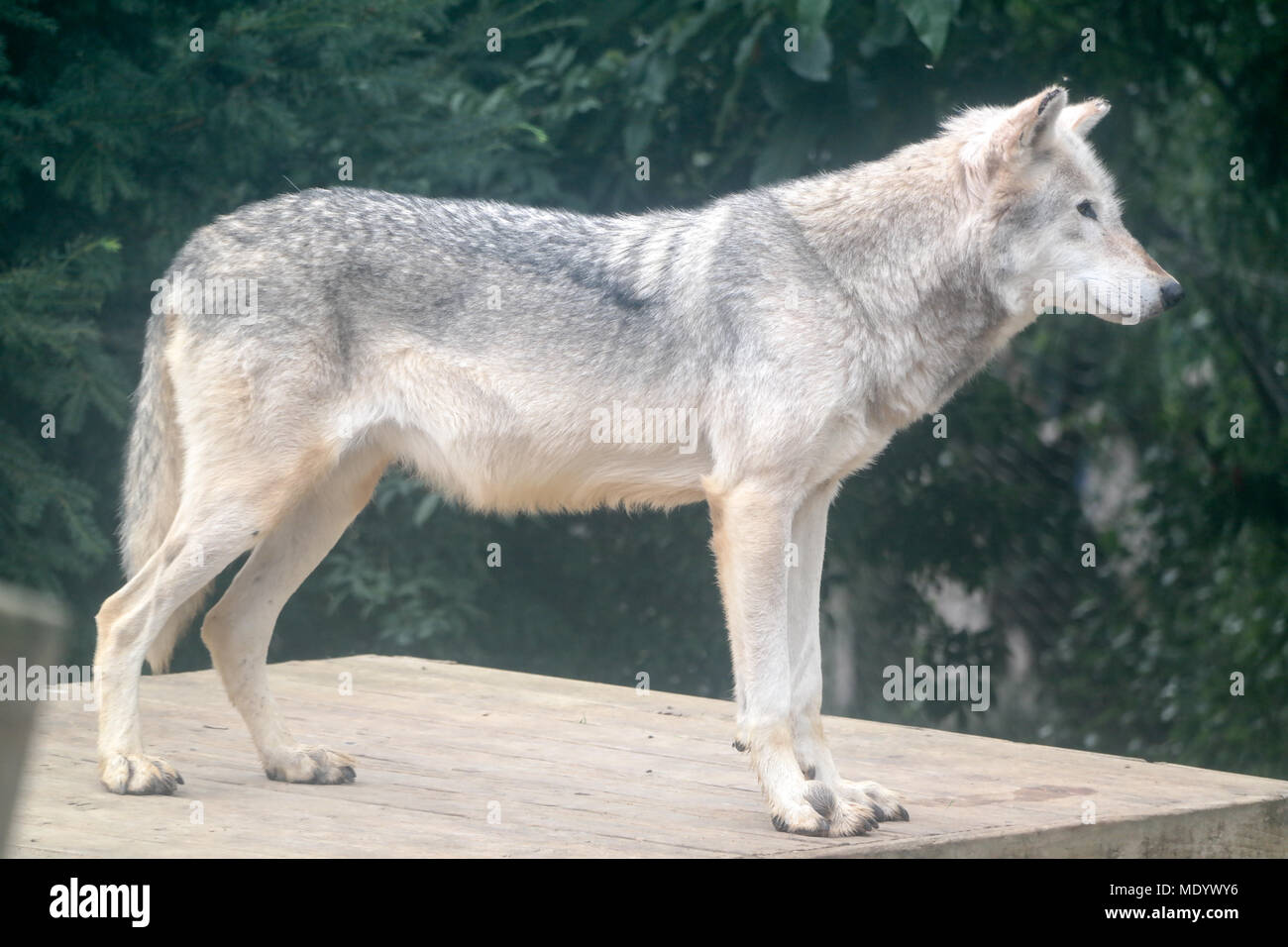 Loup gris Banque D'Images