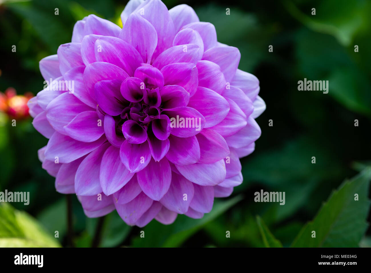 Belle Dahlia violet Banque D'Images