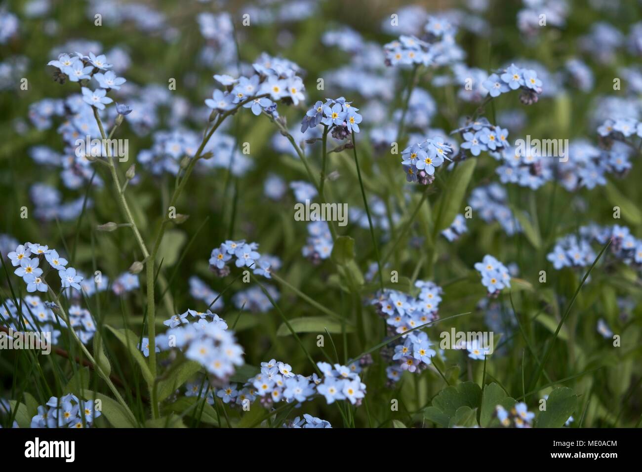 Ne m'oubliez pas les fleurs (Myosotis) Banque D'Images