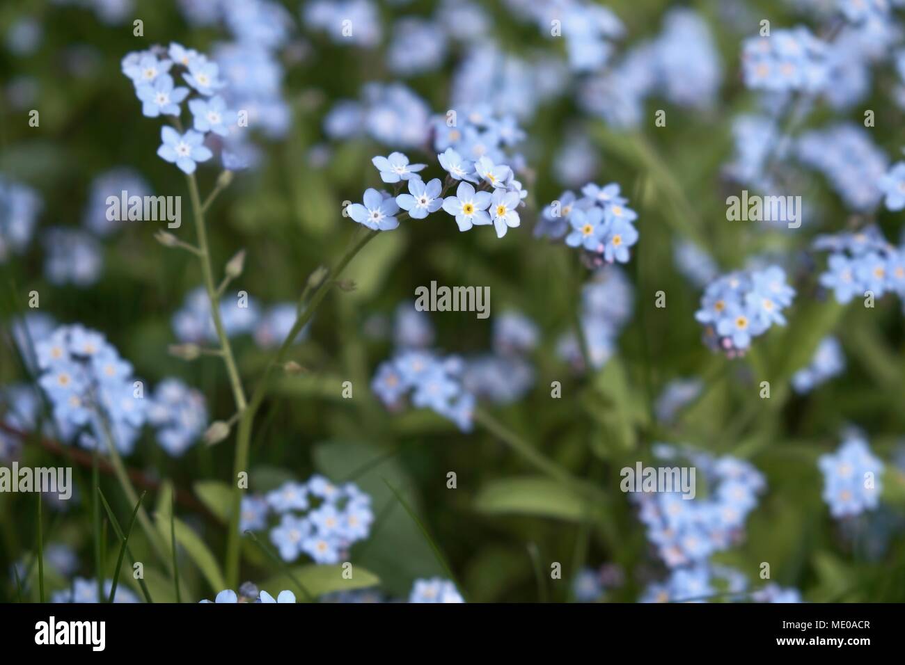 Ne m'oubliez pas les fleurs (Myosotis) Banque D'Images