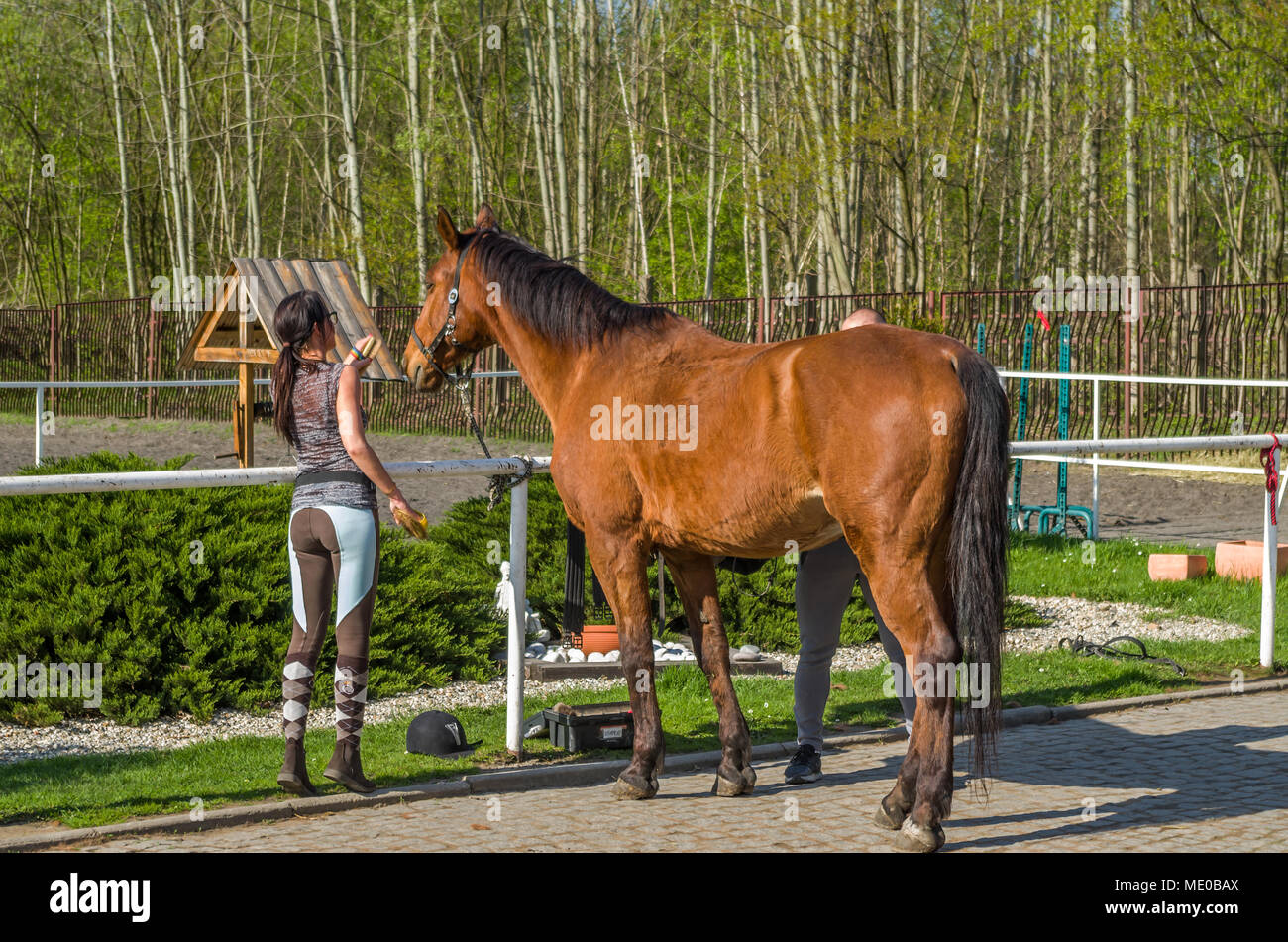 Jeune étalon alezan hauteur/mare cheval avec des chaussettes sombres sur ses jambes d'un séjour et de nettoyage par les gens. La masse du public à Zabrze, hautes terres de Silésie, Pologne. Banque D'Images