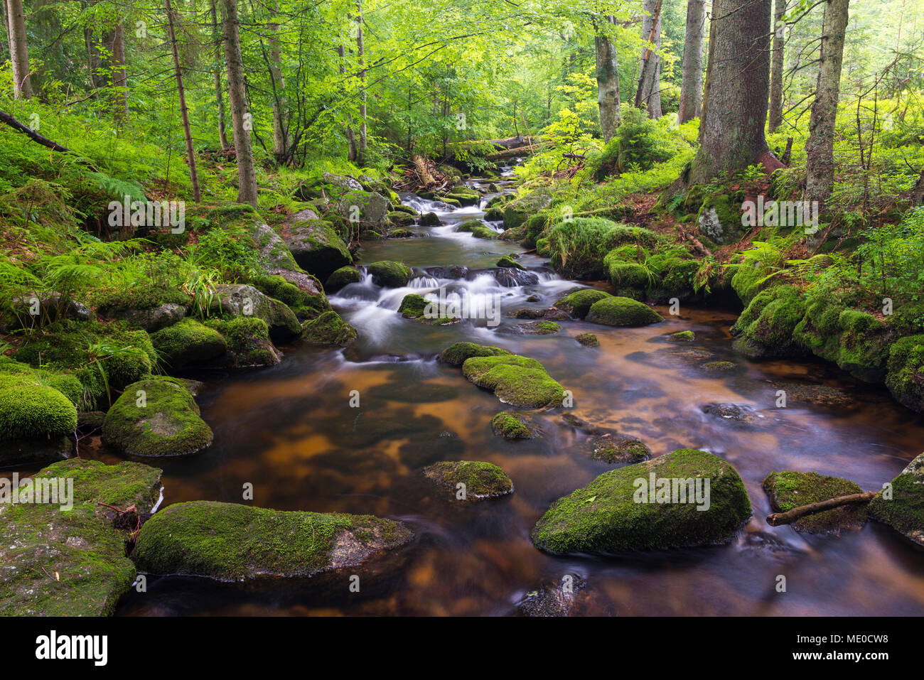 Ruisseau de montagne après la pluie à Kleine Ohe à Waldhauser dans le Parc National de la Forêt bavaroise en Bavière, Allemagne Banque D'Images