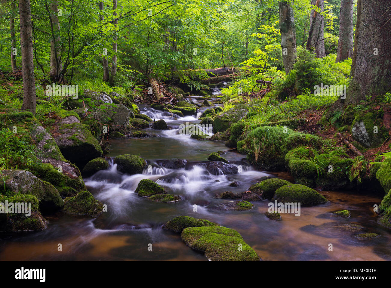 Ruisseau de montagne après la pluie à Kleine Ohe à Waldhauser dans le Parc National de la Forêt bavaroise en Bavière, Allemagne Banque D'Images