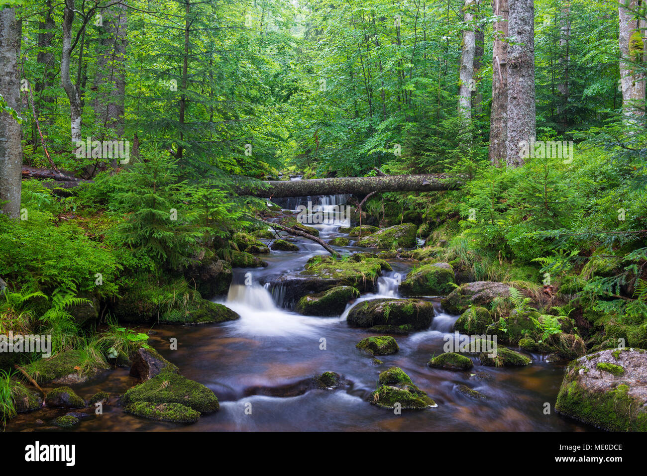 Ruisseau de montagne après la pluie à Kleine Ohe à Waldhauser dans le Parc National de la Forêt bavaroise en Bavière, Allemagne Banque D'Images